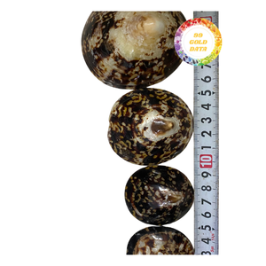 Conchas de limpias de Vietnam pulidas - Hermosa textura para fines decorativos o artísticos - Product Image 5