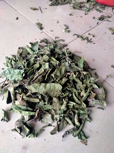 Natural Celastrus Hindsii <b>Tea</b> 4.59 oz Dried Celastrus Hindsii <b>Tea</b> Bags Dried Yellow Celastrus hindsii Leaf Vietnam - Product Image 3