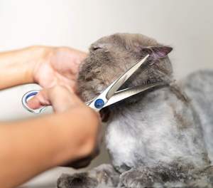 กรรไกรตัดขนสุนัขแบบโค้งพร้อมหัวกลมสแตนเลสสำหรับสัตว์เลี้ยงมีขอบคมเครื่องมือตัดขนแมว - Product Image 5