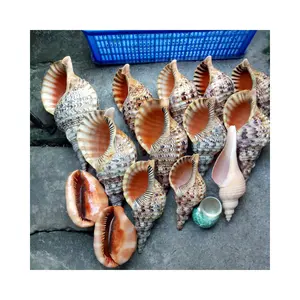 Hot Selling All Type of Sea Shells Bulk Vietnamese Seashells at a Good Price: Collector's Choice