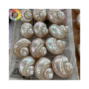 Coquillage élégant Turbo Burgess pour décor-Coquillages naturels du Vietnam, différentes tailles, qualité d'exportation, prêt à expédier - Product Image 1