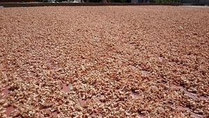 Fournisseur leader chaud pour la poudre de coquille de crevette-additif nutritif pour l'alimentation du bétail - Product Image 5