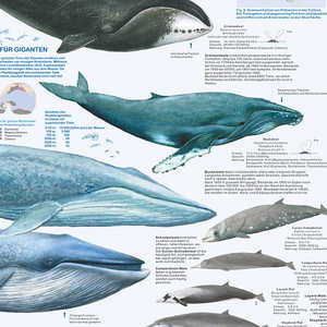 Póster moderno DIN A1 alemán de ballenas y delfines para decoración de pared - Product Image 3