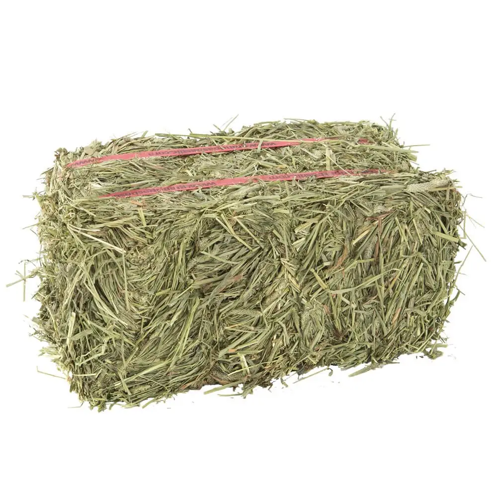 Di alta qualità 100% purezza naturale Alfalfa fieno/erba medica pronta per l'esportazione alla rinfusa