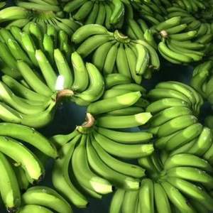 Plátanos Cavendish Frescos de Primera Calidad - Calidad de Exportación Clase I - Suministro a Granel - Product Image 3