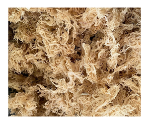 ต้นมอสทะเลเค็มตากแห้งธรรมชาติเก็บเกี่ยวสาหร่ายไอริช cottonii Eucheuma ธรรมชาติหัตถกรรม - Product Image 1