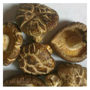 Setas secas de alta calidad, setas de oreja de madera, setas shiitake secas, venta al por mayor vietnamita - Product Image 4