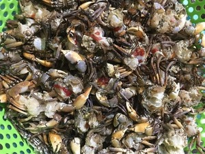 CRABE CONGELÉ ENTIER DE HAUTE QUALITÉ, SÉLECTIONNÉ AVEC SOIN DU VIETNAM - Product Image 5