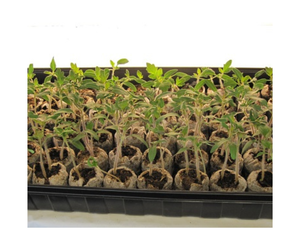 Organique coco tourbe granulés graines planteur pépinière fibre de coco moelle granule bouchon disque en gros - Product Image 1