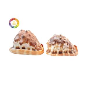 Conchas pulidas Cypraecassis rufa | Hermosas conchas marinas para ARTE Y EXHIBICIÓN - Product Image 5