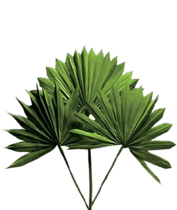 Hojas de Palma Lanza Hojas de Palma naturales Palma Lanza Día DE LA MADRE Día de San Valentín Navidad Gracias Regalos por cada vez - Product Image 5