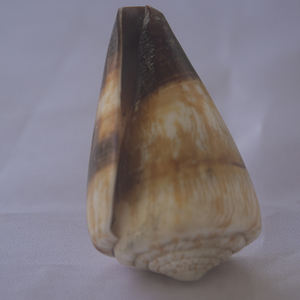 CONUS miles SEASHELL JEWELRY Conidae Conus Shell Motivo Shell CONUS natural Tamaño 6-7cm - Product Image 1