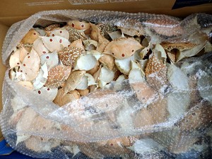 สินค้ามาใหม่ หอยเป๋าฮื้อเวียดนามสีน้ำเงินลายดอกบัว งานฝีมือแกะสลักรูปสัตว์ ตกแต่งธีมสัตว์ทะเล จากอ่าวบาเรีย-วุงเตา - Product Image 4