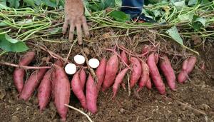 Patate douce violette réfrigérée du Vietnam pour le fournisseur en vrac de confiance de grande pureté de fournisseurs de services alimentaires - Product Image 2