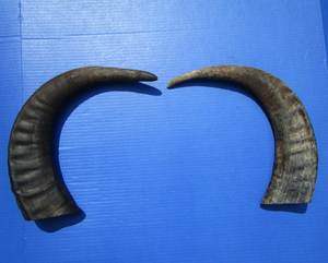 Mn ส่งออกฮอร์นเป่าทะเลแกะสลักจากธรรมชาติ100% ที่มีคุณภาพสัมผัสที่แท้จริงและรูปทรงที่เป็นธรรมชาติ - Product Image 2