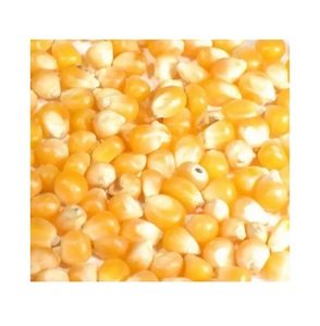 Maïs blanc et jaune de haute qualité, disponible en gros pour l'exportation, offres de vente en gros - Product Image 5