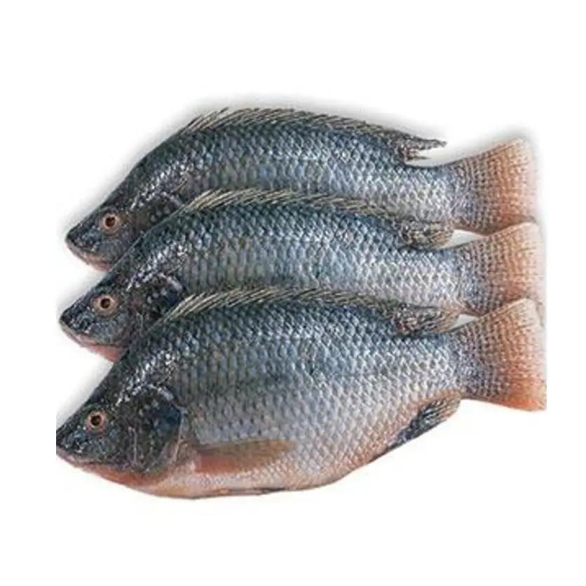 Alta Calidad Precio Barato Al Por Mayor Pescado Tilapia Congelado Entero | Filetes de Tilapia-Frozen For sale