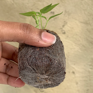 Bloc de fibres de coco Eco2go Vietnam, substrat de culture biodégradable pour plantes, haute rétention d'eau et léger - Product Image 4