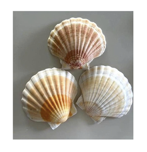 Conchas de vieiras naturales al por mayor: calidad superior, limpiadas y pulidas cuidadosamente para una decoración elegante del hogar y proyectos artesanales. - Product Image 1