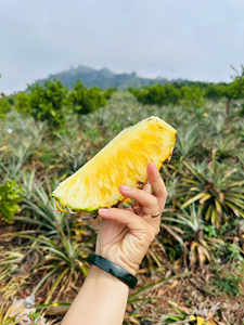 Piña fresca de Vietnam para exportación-Fruta tropical jugosa dulce-Suministro a granel de alta calidad Precio barato - Product Image 2