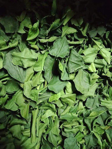 Hoja de lima de Vietnam, ingrediente al por mayor para los mercados culinarios y de condimentos, con el mejor precio al por mayor para la adquisición de grandes cantidades - Product Image 5