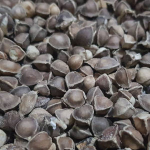 สารสกัดสมุนไพรเรซินจากใบมะรุมป่า - Product Image 1