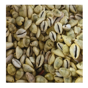 Coquille de cauri de qualité d'exportation du Vietnam dans diverses couleurs par 99 données d'or pour l'artisanat et la coquille de cauri décorative - Product Image 6