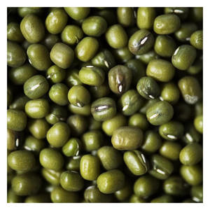 Fournisseur en gros de haricots mungo verts pour importateurs, exportateurs et distributeurs alimentaires internationaux - Product Image 5