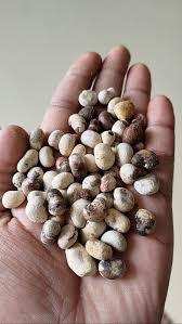 BAOBAB Matière Première Cosmétique Qualité Alimentaire Sauvage Récoltée Séchée par Pulvérisation - À Vendre +27739729209 - Product Image 2