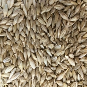 Cebada perlada tailandesa, grano seco, grado A, 500g, cultivo común, 5% de grano roto, almacenamiento en seco, vida útil de 2 años - Product Image 3