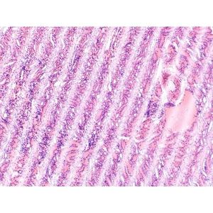 Prepared Microscope <b>Slide</b> Kidney General Structure - Product Image 1