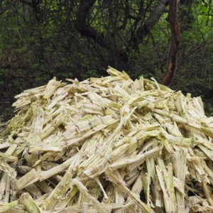 มาตรฐานสูง | ชานอ้อยที่ดีที่สุดสำหรับเลี้ยงปศุสัตว์ในเวียดนาม - Product Image 2