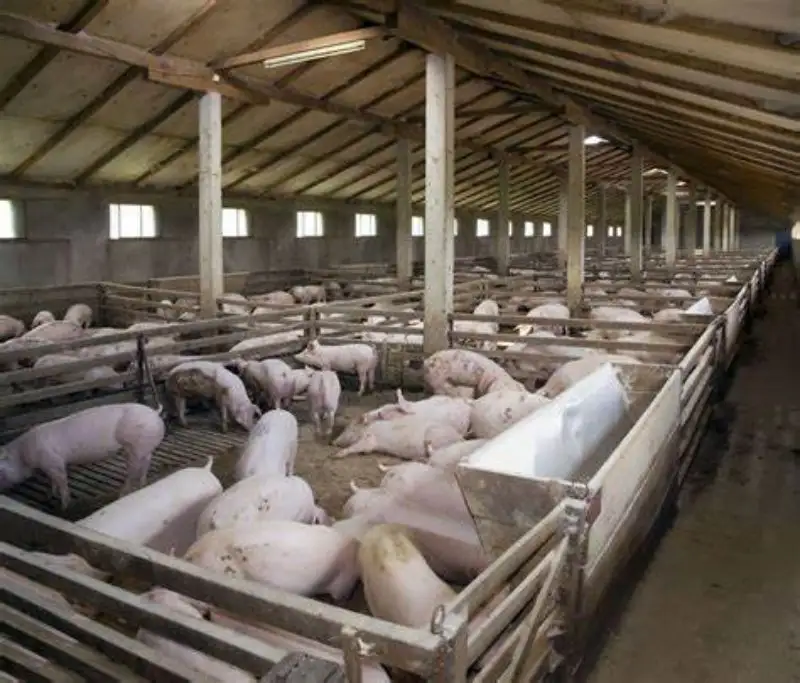La cina Yinong offre nuovi design per pollai, capannoni di capre e pecore e fienili di mucche per migliorare le operazioni agricole