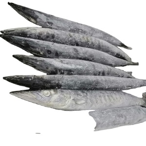 Pescado Barracuda congelado de grado superior ahora disponible para suministros al por mayor al mejor precio - Product Image 3