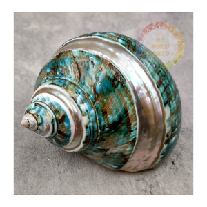 Premium Vietnamese Green Turbo Burgess Shells Regalos excepcionales del océano Ideal para decoración costera y mercados minoristas - Product Image 1