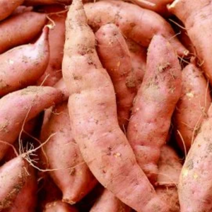 Boniato de verduras y frutas | El mejor vendedor del mes - Product Image 4