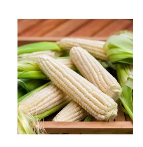 เมล็ดข้าวโพดสีขาวและสีเหลืองสดใหม่สำหรับขาย จำหน่ายส่งจำนวนมาก พร้อมจัดส่งออกนอกประเทศทั่วโลก - Product Image 3