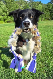 Juguete para perros, juguete para masticar, animales de peluche, juguete interactivo para perros - Product Image 2