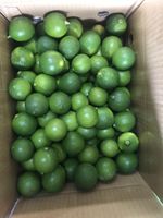 Fabricant du Vietnam Limes Natural Seedless Green Lemon Agriculture Prêt pour l'exportation Emballage personnalisé-BLUELOTUS FARM