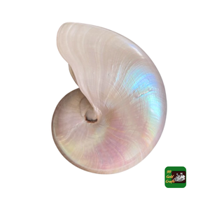 Réduit imparfait 7 pouces poli mère de nacré coquillage plage nautique irisé opale sirène coquille ivoire rose - Product Image 6