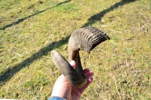 Par de Cuernos de Carnero Largos Auténticos de Primera Calidad, Pulidos, Estilo Náutico Europeo, Recuerdo Animal, Decoración Duradera, Hechos a Mano para Coleccionistas - Product Image 5