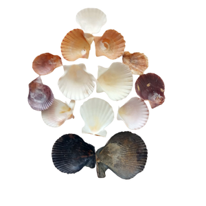 MEJOR PRECIO SEASHELL LISTO PARA EXPORTAR-CONCHA DE VIEJA-CONCHA DE CANGREJO PARA ARTESANÍA/Sra. Thi - Product Image 1