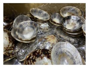 Precio al por mayor Venta caliente concha de mar Natural Lapa Shell 3cm con alta calidad para decoración Festival - Product Image 5