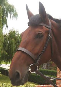 Alta calidad para Hunter Brida en negro Cuero De Filete de alta calidad para caballos Venta al por mayor Nuevos productos para caballos - Product Image 2