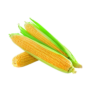 Maïs jaune séché de grade 2, sans OGM, adapté à la consommation humaine et à l'alimentation animale - Product Image 2