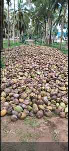 Coco semi descascarillado Coco indio en mayor sabor disponible para exportación - Product Image 5