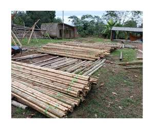 Venta al por mayor de caña de bambú de primera calidad Material de alta calidad de bambú natural ecológico listo para exportación de fábrica de Vietnam - Product Image 4