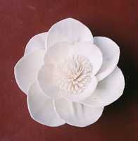 Fleurs sola naturelles, idéales pour une utilisation par les fabricants de assainisseur de pièce et pour pot pourpre, concepteur d'arrangement de fleurs séchées