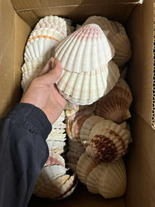 Lujosas conchas marinas surtidas para obras de arte hechas a mano, decoraciones elegantes para bodas y decoración del hogar con temática costera - Product Image 5