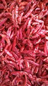 Piments Guntur 100% purs, de haute qualité, séchés à l'air, épices de piment Byadgi certifiées Jas, traitement brut, goût épicé - Product Image 5